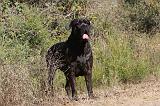 CANE CORSO 098